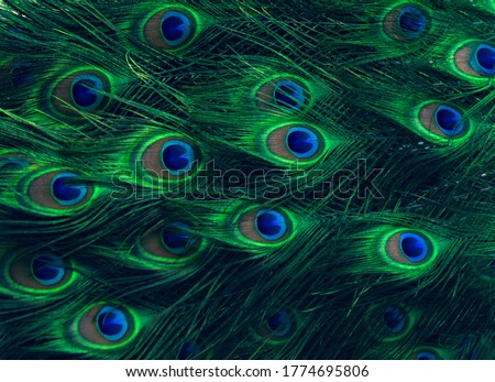 Peacock feathers Green Dot Pattern Blue Background