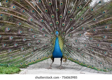 Peacock With Feathers Open