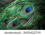 Peacock feathers. Original public domain image