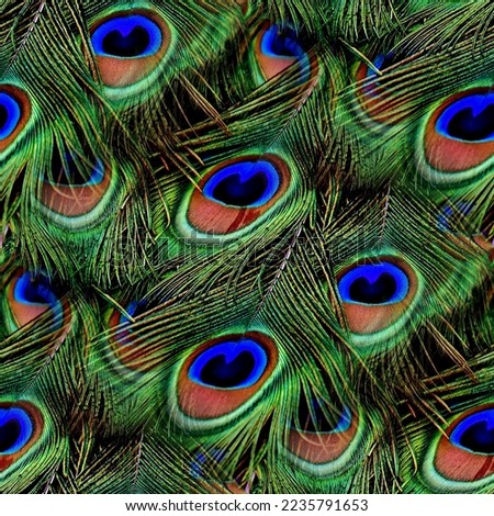 Peacock Feathers Seamless Texture Tile