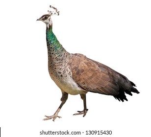 Peacock Female Isolated On White Background