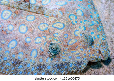 Peacock Flounder ,Bothus Mancus Also Known As The Flowery Flounder, Is A Species Of Fish In The Family Bothidae 