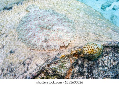 Peacock Flounder ,Bothus Mancus Also Known As The Flowery Flounder, Is A Species Of Fish In The Family Bothidae 