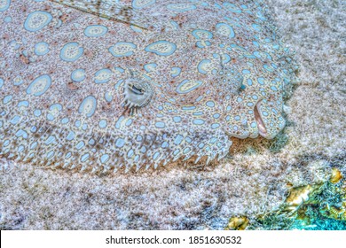 Peacock Flounder ,Bothus Mancus Also Known As The Flowery Flounder, Is A Species Of Fish In The Family Bothidae 