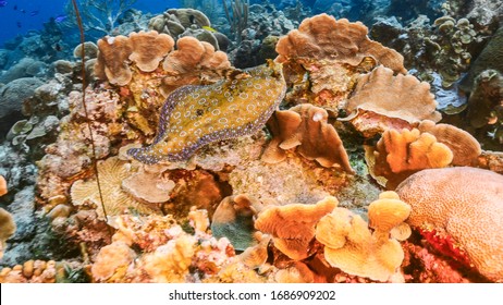 Peacock Flounder Swim In Turquoise Water Of Coral Reef - Caribbean Sea / Curacao