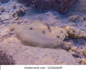 Peacock Flounder Swimming Over Reef