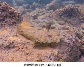 Peacock Flounder Swimming Over Reef