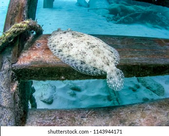  Peacock Flounder,Bothus Mancus, Also Known As The Flowery Flounder, Is A Species Of Fish In The Family Bothidae