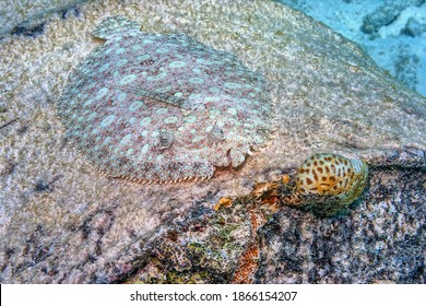 Peacock Flounder,Bothus Mancus, Also Known As The Flowery Flounder, Is A Species Of Fish In The Family Bothidae 