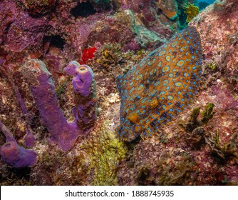 Peacock Flounder,Bothus Mancus, Also Known As The Flowery Flounder, Is A Species Of Fish In The Family Bothidae