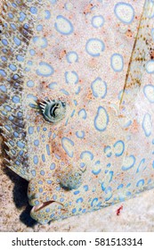 Peacock Flounder,Bothus Mancus, Also Known As The Flowery Flounder, Is A Species Of Fish In The Family Bothidae