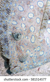 Peacock Flounder,Bothus Mancus, Also Known As The Flowery Flounder, Is A Species Of Fish In The Family Bothidae