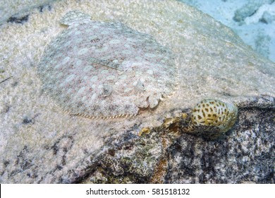 Peacock Flounder,Bothus Mancus, Also Known As The Flowery Flounder, Is A Species Of Fish In The Family Bothidae