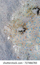 Peacock Flounder,Bothus Mancus, Also Known As The Flowery Flounder, Is A Species Of Fish In The Family Bothidae,lefteye Flounders