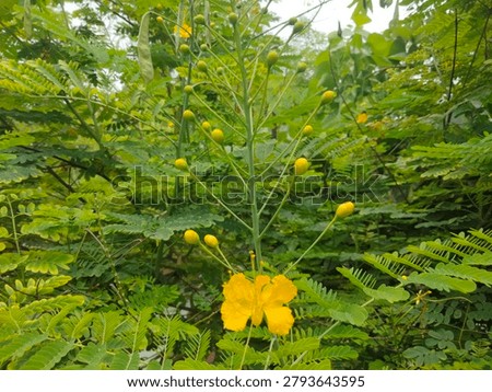Peacock Flower could be native to the West Indies, but its exact origin is unknown due to widespread cultivation