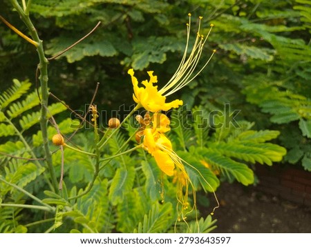 Peacock Flower could be native to the West Indies, but its exact origin is unknown due to widespread cultivation