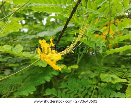 Peacock Flower could be native to the West Indies, but its exact origin is unknown due to widespread cultivation