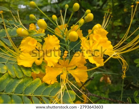 Peacock Flower could be native to the West Indies, but its exact origin is unknown due to widespread cultivation
