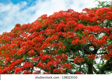 Peacock Flowers On Poinciana Tree