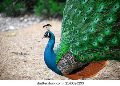 3,307 Peacock square Images, Stock Photos & Vectors | Shutterstock