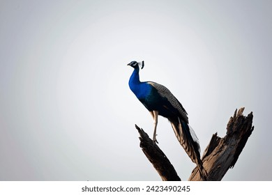 Peacock flying up to perch in a tree