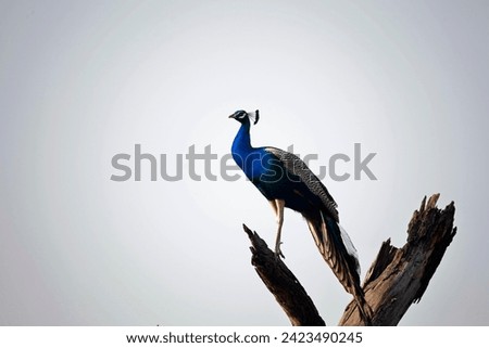 Peacock flying up to perch in a tree