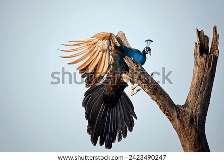 Peacock flying up to perch in a tree