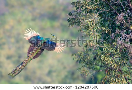 The peacock is flying to the tree.