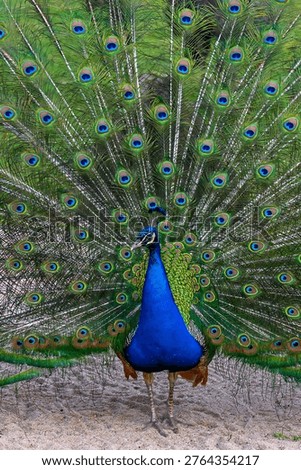 peacock in front of white background