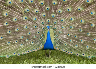 Peacock Full Display Stock Photo 1288070 | Shutterstock