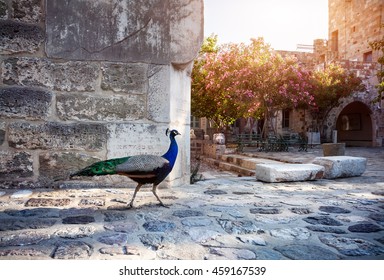 Peacock In The Garden Of Bodrum Castle Museum, Turkey 