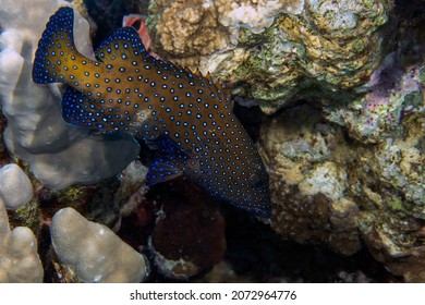 A Peacock Grouper (Cephalopholis argus) in the Red Sea, Egypt