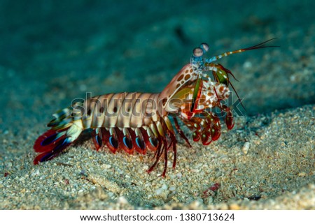 Peacock, harlequin, painted or clown mantis shrimp, Odontodactylus scyllarus