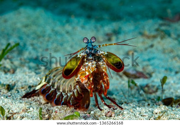 Peacock-, harlequin-, painted- or clown mantis
shrimp, Odontodactylus
scyllarus