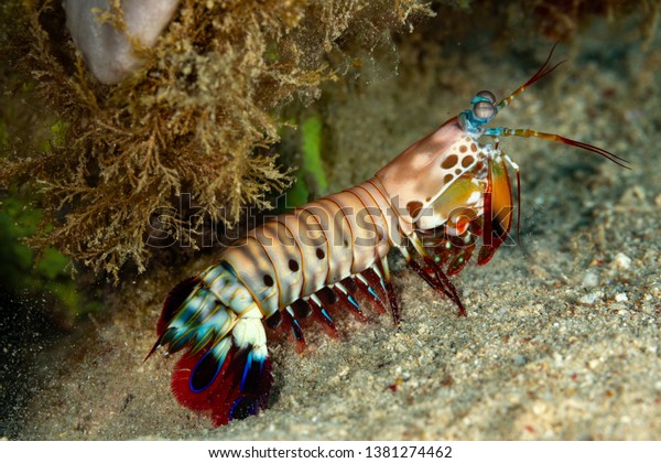 Peacock, harlequin, painted or clown mantis
shrimp, Odontodactylus
scyllarus