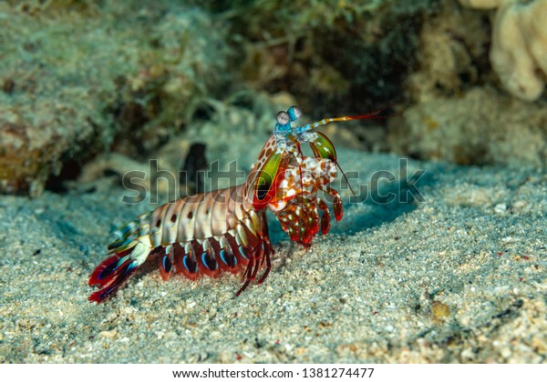 Peacock, harlequin, painted or clown mantis\
shrimp, Odontodactylus\
scyllarus