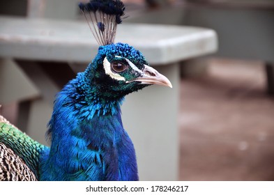 Peacock head close up