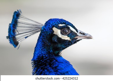 Peacock Head Portrait Closeup Stock Photo 425224312 | Shutterstock