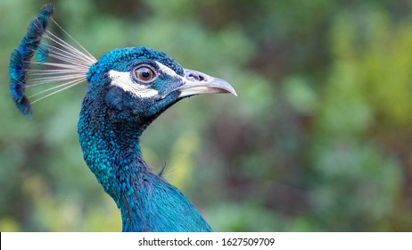 Peacock head portrait. Close-up, pretty peacock face