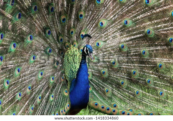 Peacock Head Shoulders Feathers Stock Photo 1418334860 | Shutterstock