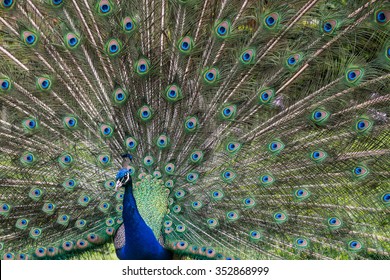 Peacock At Holland Park, London