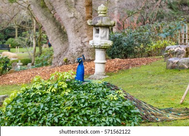 Peacock In Holland Park, London