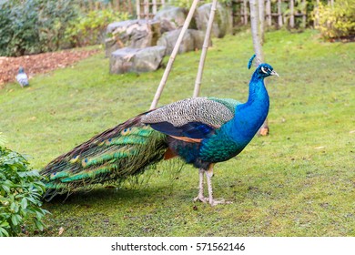 Peacock In Holland Park, London