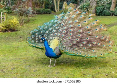 Peacock In Holland Park, London