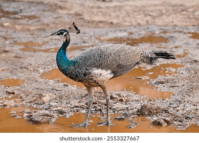 peacock Large colorful peacock bird, colourful peacocks birds in one of  ranthambore national park rajasthan - Powered by Shutterstock