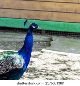 A Peacock With A Long Neck And A Blue Comb Walks In The Yard. Royal Bird. Profile View