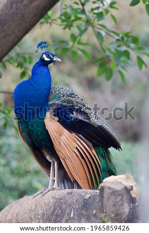 Foto Bild Schönheit in Blau Pfau