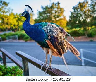 Peacock At Los Angeles County Arboretum