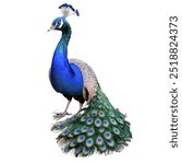 The peacock is a magnificent and flamboyant bird known for its stunning, iridescent plumage and elaborate courtship displays.