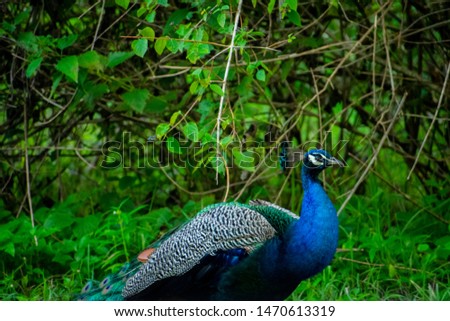 Similar – Foto Bild Schönheit in Blau Pfau